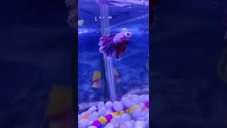 betta fish tetra petfish aquariumfish fishing pets neontetra petcare goldfish fish tetra [upl. by Bollinger]