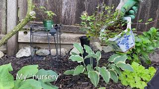 Penstemon quotPrairie Duskquot  Stem Cuttings  August 31 [upl. by Maitland227]