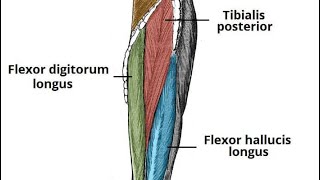 popliteus muscle and deep compartment of leg دخالد البكوش part3 [upl. by Giess]