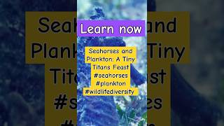 Seahorses The Most Adorable Plankton Predators [upl. by Tanah600]