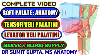 SOFT PALATE  MusclesFunctionsNerve supplyBlood supply [upl. by Solange165]