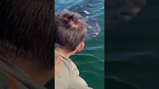 ocean sunfish right at the boat molamola nature viralvideo [upl. by Hyland]