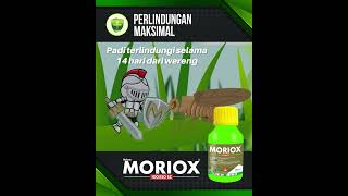 PAKAI MORIOX WERENG KEOX [upl. by Poole]