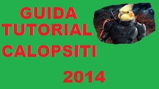 TutorialGuida per principianti come imbeccare pullo di Calopsite 2014 [upl. by Macdermot76]