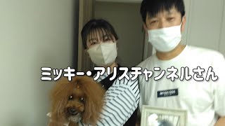 ミッキーアリスチャンネルさんが我が家に来てくださいました🐶💕 [upl. by Hubert]