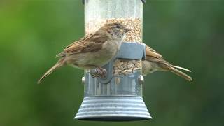 Mesmerising Feeding Frenzy Sigma 100400mm amp Sony a6300 [upl. by Leummas]