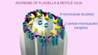 AXONEME of CILIA amp FLAGELLA [upl. by Anaiq]