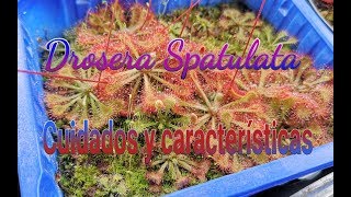 Hablemos de Drosera Spatulata [upl. by Lohcin]