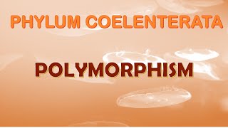 Polymorphism in Cnidarians [upl. by Wesle713]