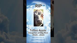 Rip ToffeeApple [upl. by Pardo]