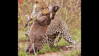 Impresionante LEONAS Cazando crías de JABALÍ a CÁMARA LENTA LEOPARDOS  PERROS Salvajes al ATAQUE [upl. by Alyar]