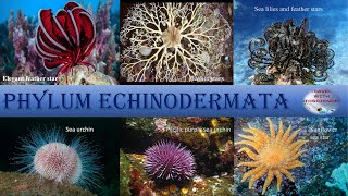 Exploring the Fascinating Characteristics of Phylum Echinodermata kingdom animalia class 11th NCERT [upl. by Zarihs]