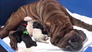 Shar Pei parto en vivo  Nacimiento cachorros azules wwwsharpeies  Childbirth dogs puppys [upl. by Dene302]