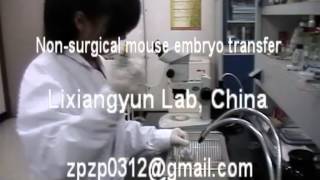 Nonsurgical mouse embryo transfer [upl. by Ashwin871]