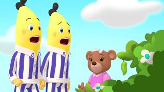 The Bananas Learn about Butterflies  Bananas in Pyjamas  Season 1  Full Episodes [upl. by Lleval]