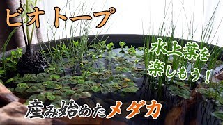 【ビオトープ】水草（水上葉）の植栽と、メダカは卵を産み始めました【睡蓮鉢05】 [upl. by Dorrehs]