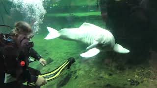 Duisburg zoo dolphin getting trained🐬 [upl. by Landbert]