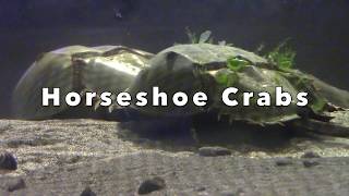 Horseshoe Crab Mating [upl. by Winifred869]