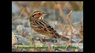 Aves em Portugal de D a I  Birds from D to Iavi [upl. by Cloutman711]