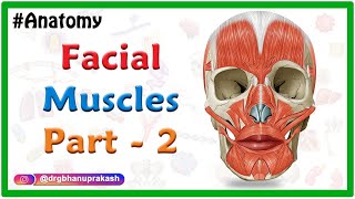 Facial muscles Anatomy animation Part 2  Oral Group [upl. by Eelarac]