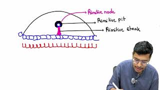 MBBS 1st Year General Embryology 38th Week of Devlopment Part 1 [upl. by Nnarefinnej]