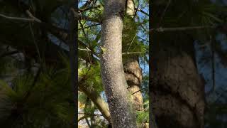 White Pine Bark Adelgid [upl. by Eikciv906]