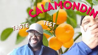 Calamondin  The Test Taste Victim [upl. by Cattan4]