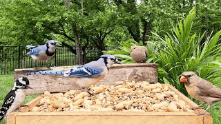 🔴247 LIVE Birds Squirrels amp Chipmunks Enjoying the Bird Box [upl. by Brennen545]