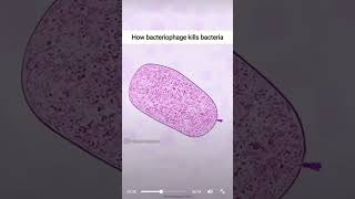 How bacteriophage kills bacteria 🦠🧫microbiology [upl. by Nudd]