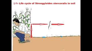 ٍStrongyloides stercoralis GIT module Dr Khaled Habib [upl. by Airetahs]