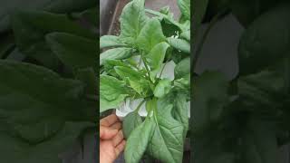 Bayam Jepang Horenso Spinacia Hydroponic [upl. by Vaughn938]