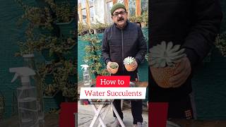 How to Water Succulents succulent succulents [upl. by Sehcaep983]