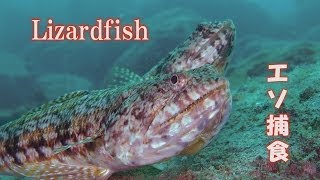 エソ 爬虫類のような魚 Lizardfish Snakefish 獰猛 捕食 水中映像 [upl. by Yllehs215]