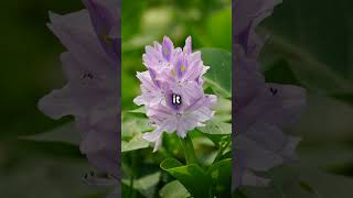 Why Water Hyacinth is a Big Problem in the US 🌊🌱waterhyacinth invasiveplants environment [upl. by Aitat]