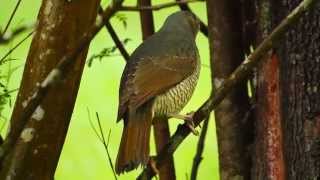 Satin Bowerbird Ptilonorhynchus violaceus ♀  Seidenlaubenvogel [upl. by Weinstein350]