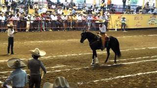 El Cora Caballo de Puente de Camotlán Eliminatoria Caladero Abierto Millonario [upl. by Ambrose]