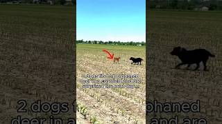 Dogs rescue dear from 🌽 field very emotional heart touching moments dog animals hearttouching [upl. by Kiah]