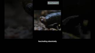 The Giant Frog Eating Leaches 😮😱 facts nature usashorts wildlife documentary [upl. by Nonarb]