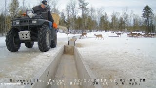 Brownville Food Pantry For Deer  Hungry Feeding Time 22318 [upl. by Rfinnej]