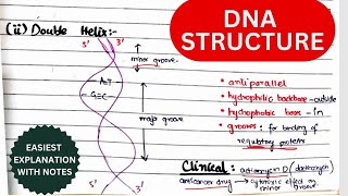 DNA Structure Organization amp Function  Nucleosides amp Nucleotides  Biochemistry urduhindi [upl. by Merchant662]