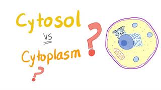 Cytosol vs cytoplasm  What’s The Difference [upl. by Celin]