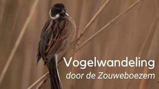 Vogelwandeling door de Zouweboezem 1198 [upl. by Einnej991]