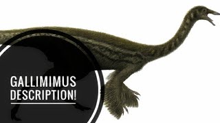 Gallimimus  Chicken mimic Description [upl. by Shoemaker]