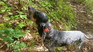 Coonhound Howling on a Trail [upl. by Anaizit]