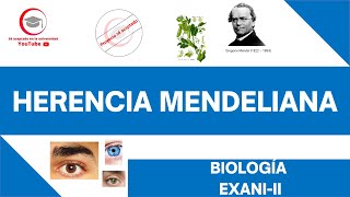 HERENCIA MENDELIANA EXPLICACIÓN NIVEL FÁCIL PARA PRINCIPIANTES  BIOLOGÍA  EXANIII 2024 [upl. by Norri]