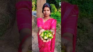 Harvest littel bitter gourd 🤤😋ll 147 surguja minivlog shortvideo foodvideo vlog [upl. by Rennold]