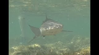 Shark Watching  Haaien Excursie  Lemon Sharks  Cabo Verde  Island Sal  Santa Maria  Cape Verde [upl. by Reehsab208]