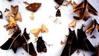 HOW TO ATTRACT HUNDREDS OF MOTHS [upl. by Hanshaw]