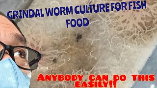 So easy Grindal worm culture aquarium aquariumhobby grindalworms livefoodforfish fishbreeding [upl. by Ric]