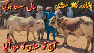 Kala Maweshi Mandi GT Road Peshawar Latest updates Part1 Janwar munasib qeemat par bakra eid 2024 [upl. by Asimaj239]